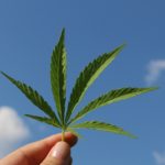 Inizio commercializzazione cannabis FM-1
