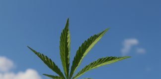 Inizio commercializzazione cannabis FM-1
