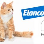 Parassiti esterni degli animali domestici: problemi e soluzioni