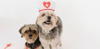 Veterinaria. Sostituzione, vendite dirette e REV. Ecco le novità