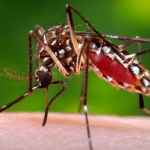Febbre Dengue : Report
