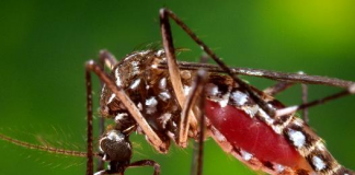Febbre Dengue : Report